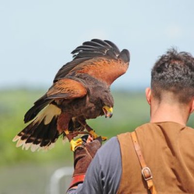Falconeria Cacciatore con cane - foto tratta dall'archivio fotografico della Provincia di Cuneo Immagine falconeria Cacciatore con cane - foto tratta dall'archivio fotografico della Provincia di Cuneo