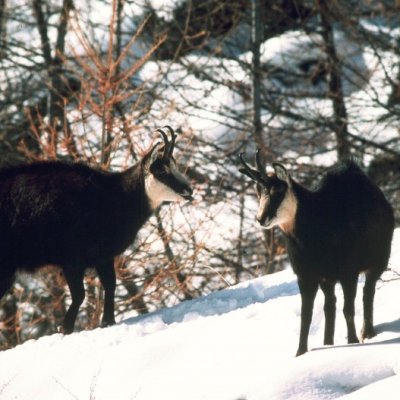 Camoscio (Rupicapra rupicapra) Cacciatore con cane - foto tratta dall'archivio fotografico della Provincia di Cuneo Camoscio (Rupicapra rupicapra) Cacciatore con cane - foto tratta dall'archivio fotografico della Provincia di Cuneo