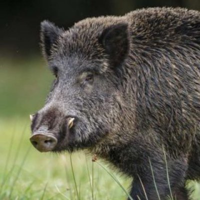 Cinghiale (Sus scrofa) - foto tratta dall'archivio fotografico della Provincia di Cuneo Cinghiale (Sus scrofa) - foto tratta dall'archivio fotografico della Provincia di Cuneo