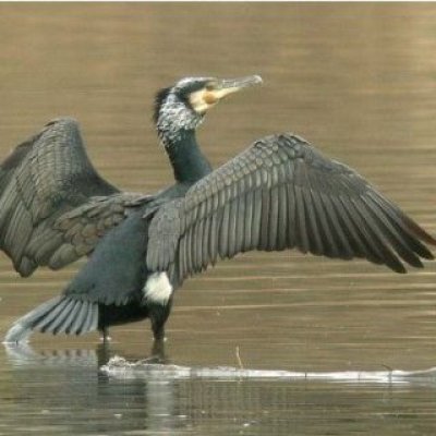Cormorano - foto tratta dall'archivio fotografico della Provincia di Cuneo Cormorano
