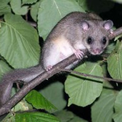 Ghiro (Glis glis) - foto tratta dall'archivio fotografico della Provincia di Cuneo Immagine di ghiro