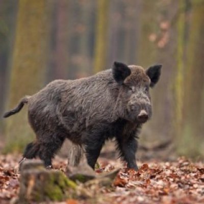 Cinghiale (Sus scrofa) Cinghiale (Sus scrofa) - foto tratta dall'archivio fotografico della Provincia di Cuneo Cinghiale (Sus scrofa)