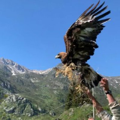 Rilascio di rapace in seguito ad inanellamento - foto tratta dall'archivio fotografico della Provincia di Cuneo Rilascio di rapace in seguito ad inanellamento