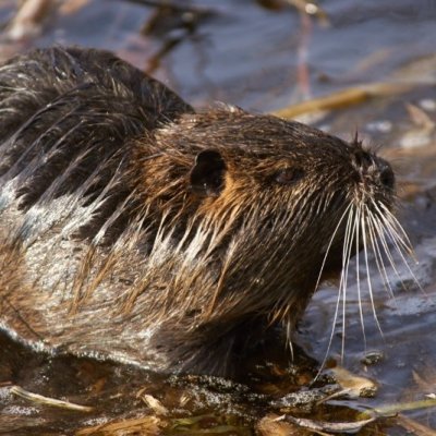 Nutria (Myocastor coypus) - foto tratta dall'archivio fotografico della Provincia di Cuneo Nutria (Myocastor coypus)